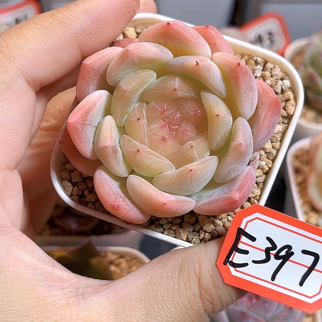 E397一物一拍 甜心877