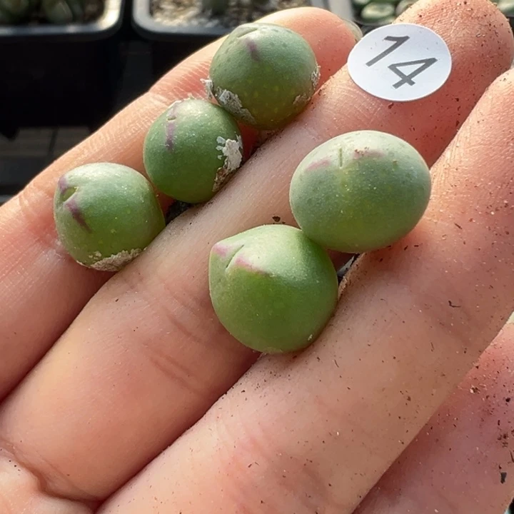 14号一首双12嗨一天不代表出货价格