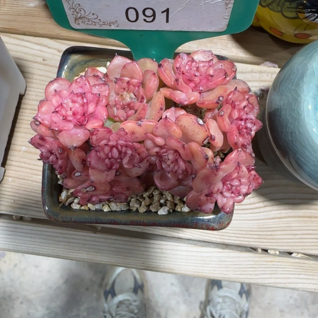 o*h091腊牡丹老桩无砍000