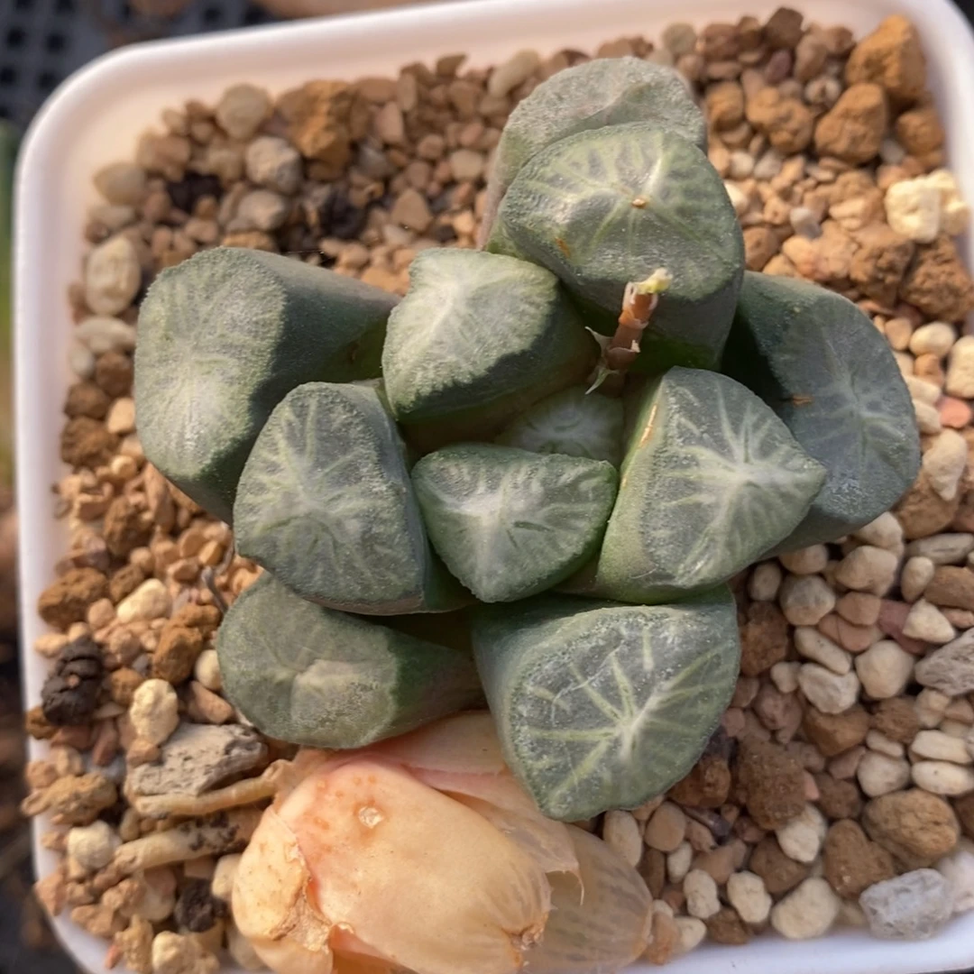 优选实生万象一颗