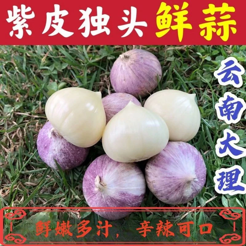 【超低价】正宗云南2025紫皮独头蒜新鲜湿蒜农家0.5/1/2/3/5斤包邮