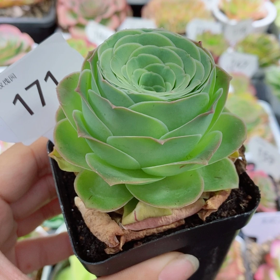 171帕杂酒杯型半休眠可上色。