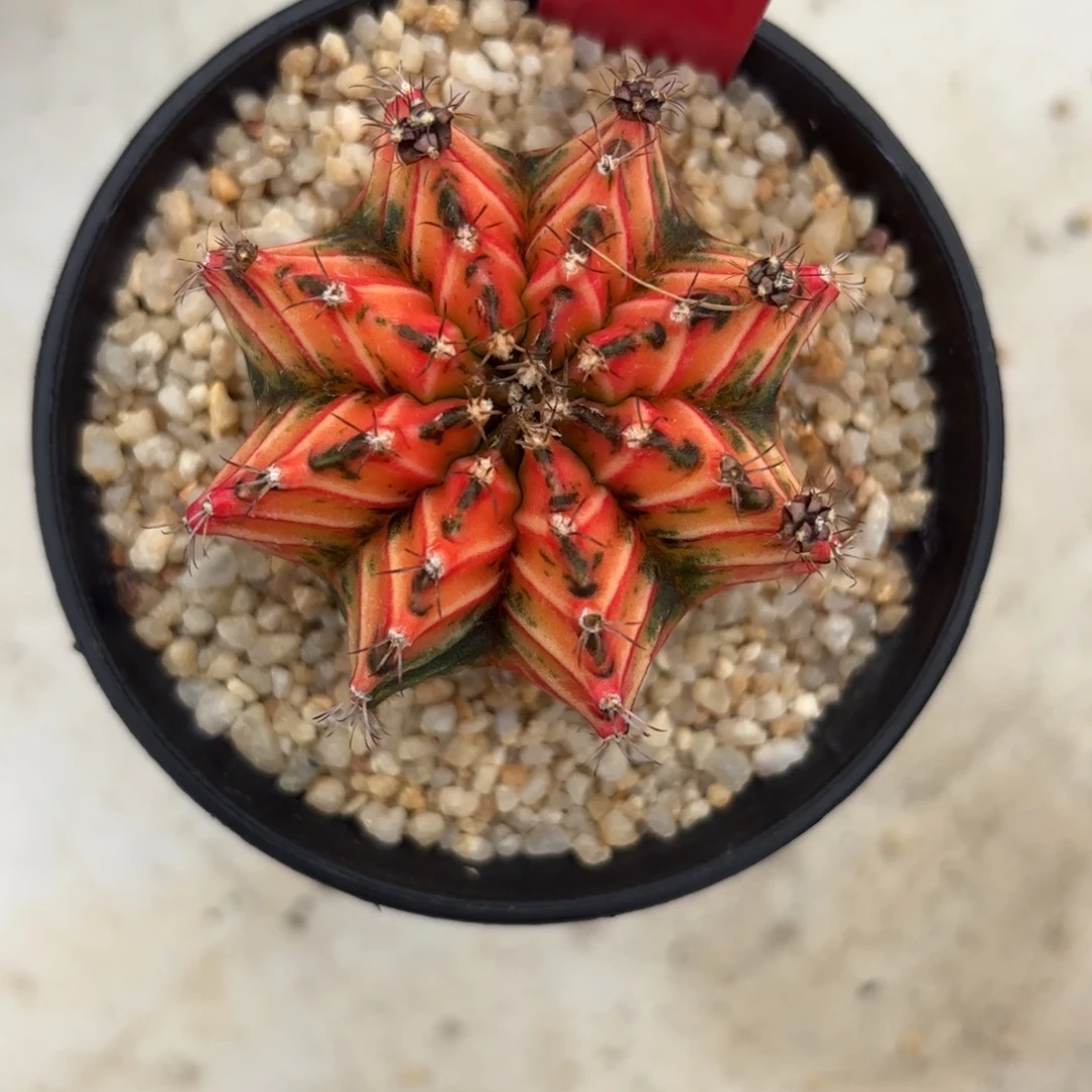 151-1215泰国发货多肉