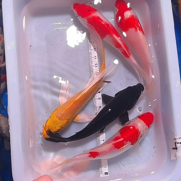 锦鲤锦鲤观赏鱼包邮的