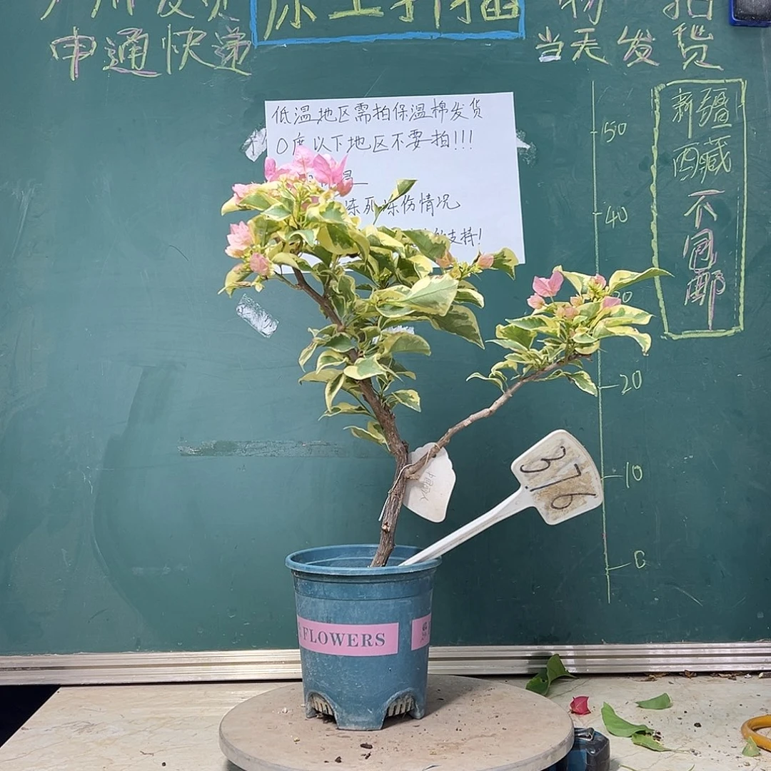 完全开放中国丽人 小树头 376