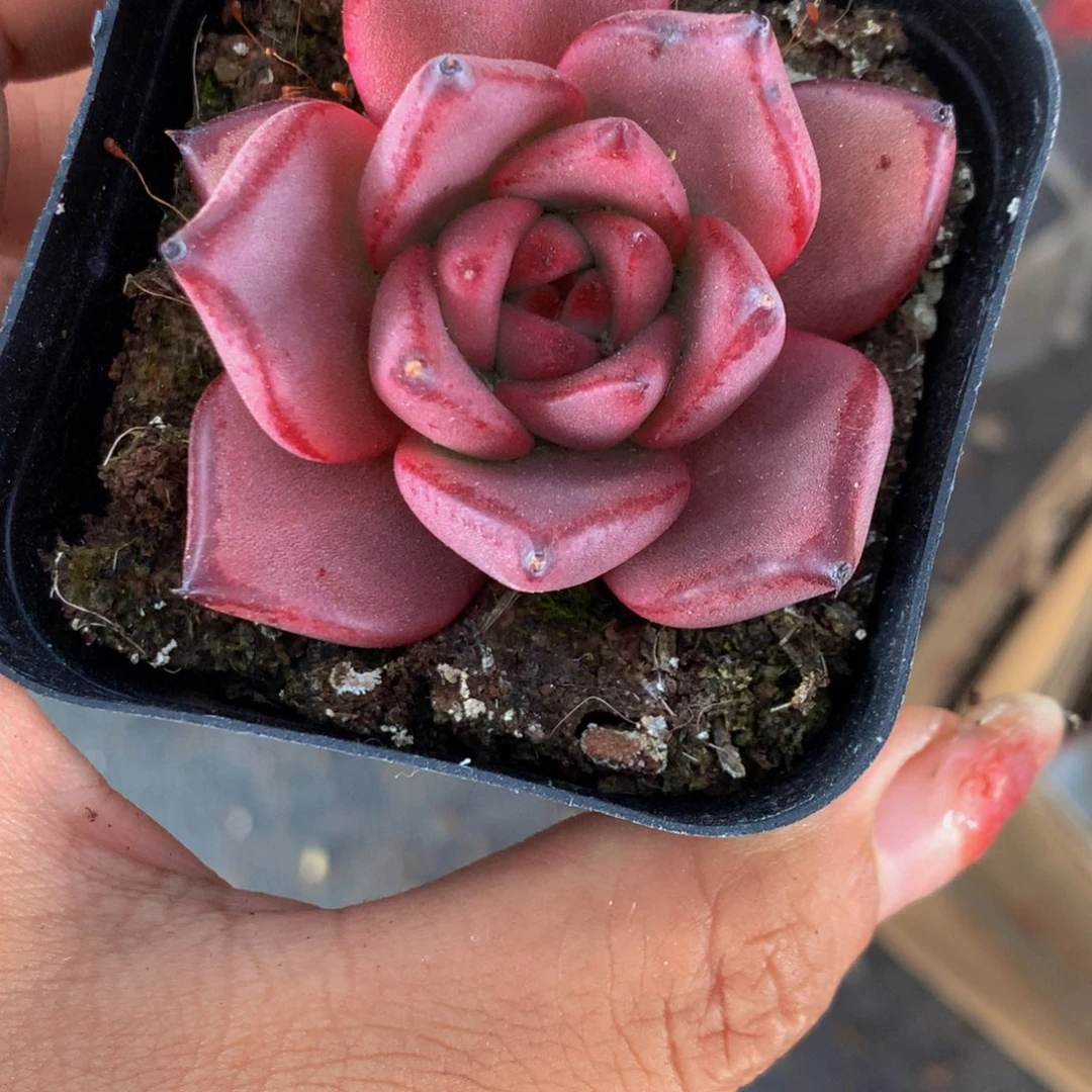 罗密欧  （满9.99包邮不满9.99发叶子）