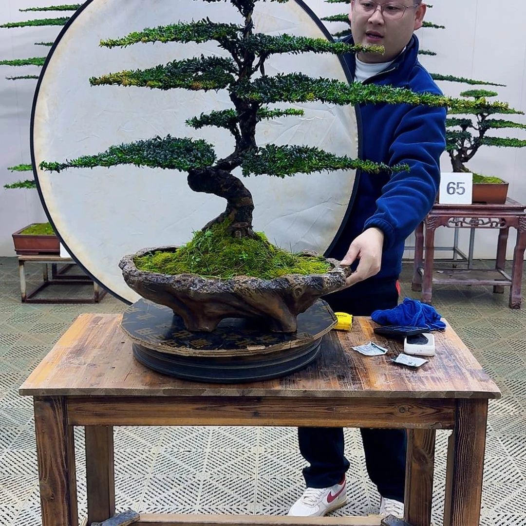 无花朵珍珠红芽罗汉松造型盆景