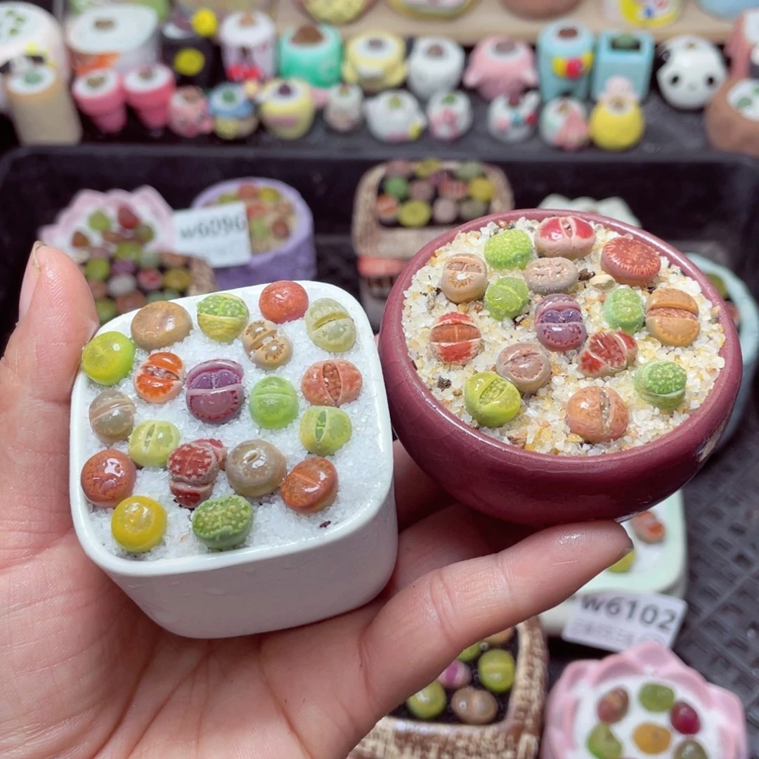 w6108 带盆土发货-零下地区拍保温箱