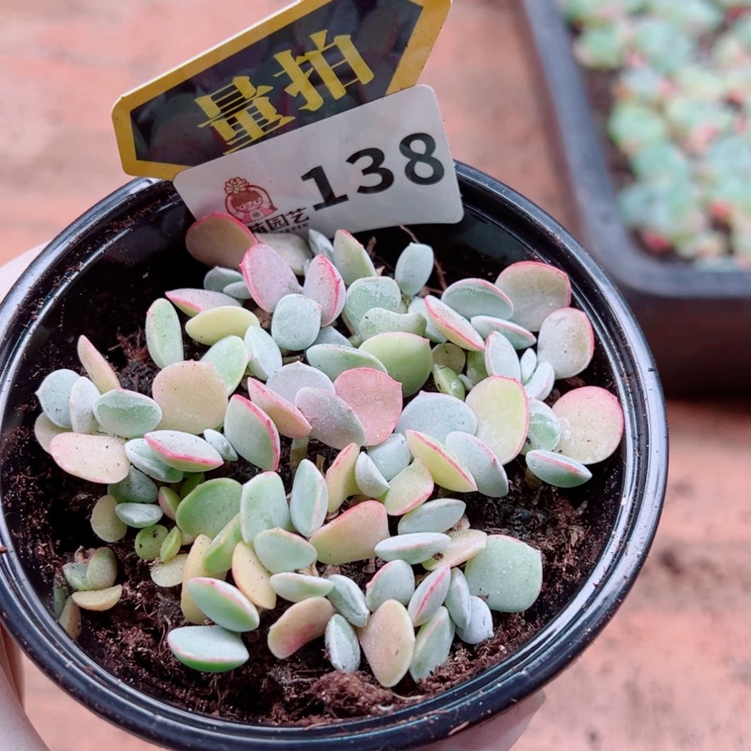 多肉植物多肉植物