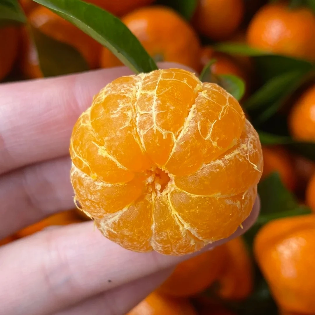 500克左右砂糖橘广西