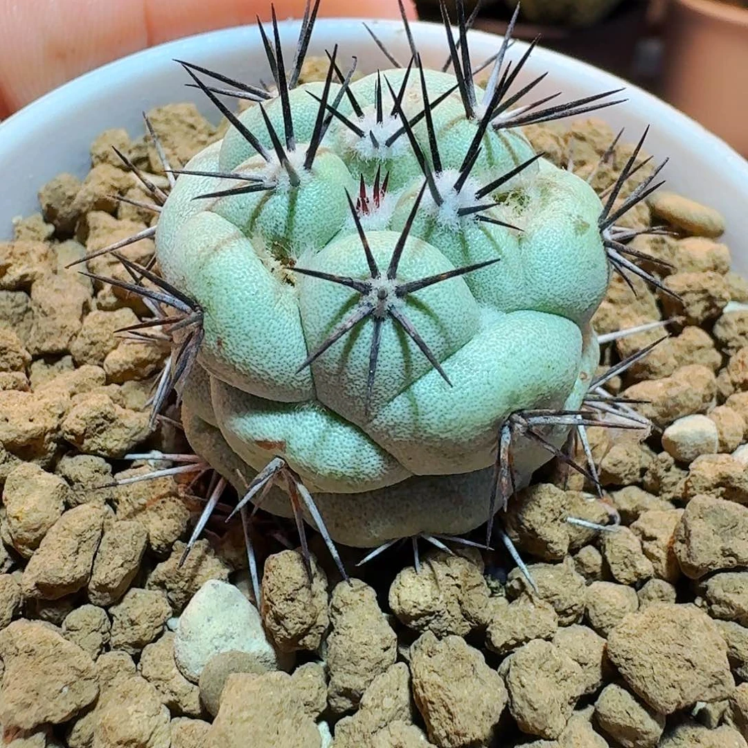 莱***贝直播间，贝贝，专拍，