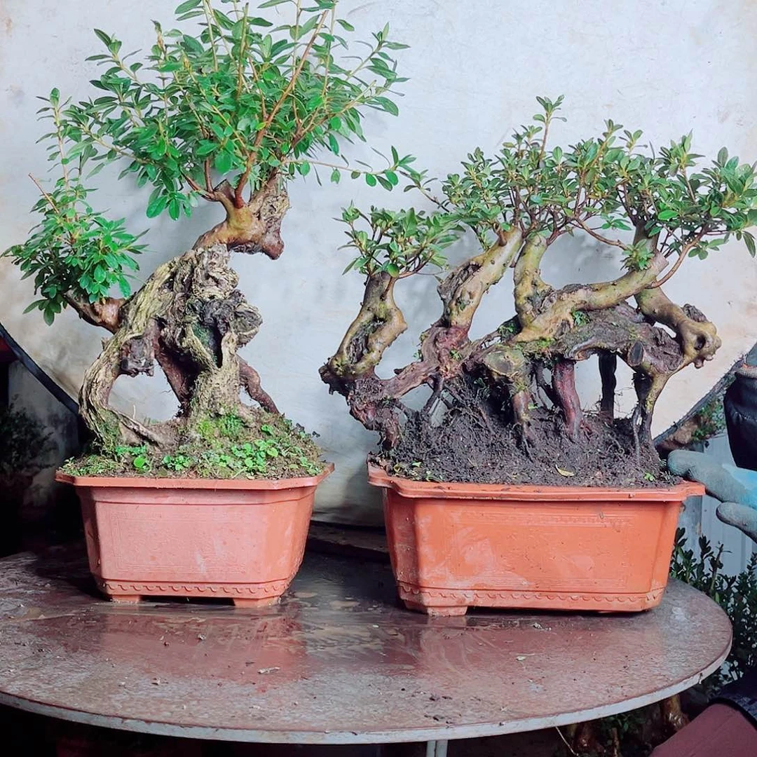 红花杜鹃红花杜鹃