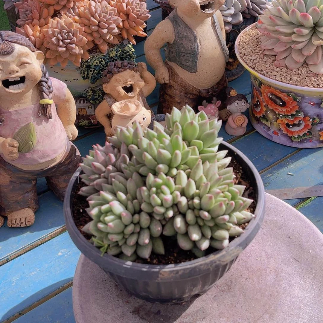 ?*然多肉米其林安然不带盆