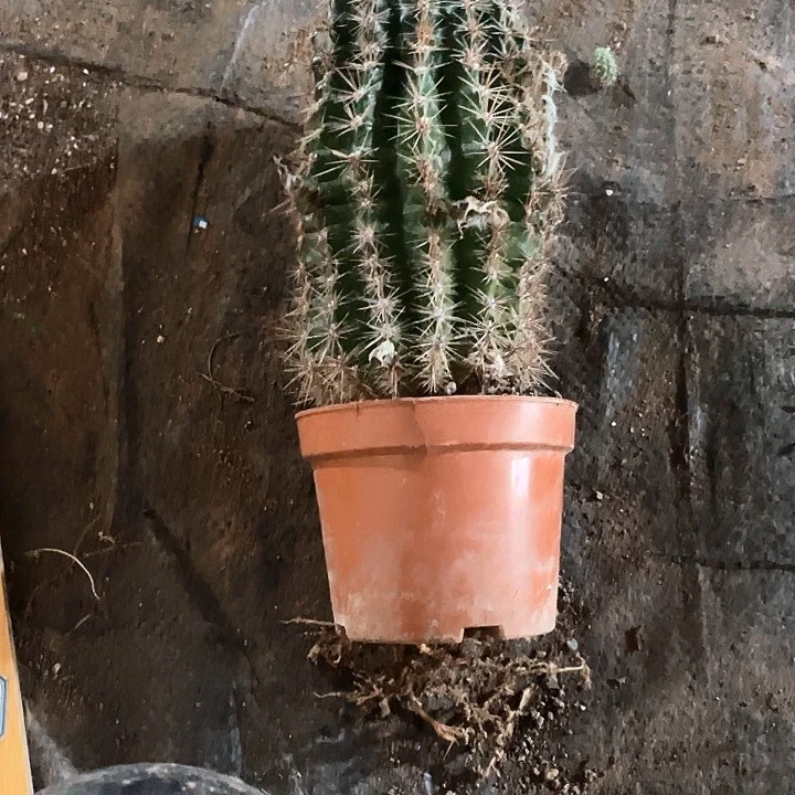 仓*鼠实生彩草1颗满18包邮