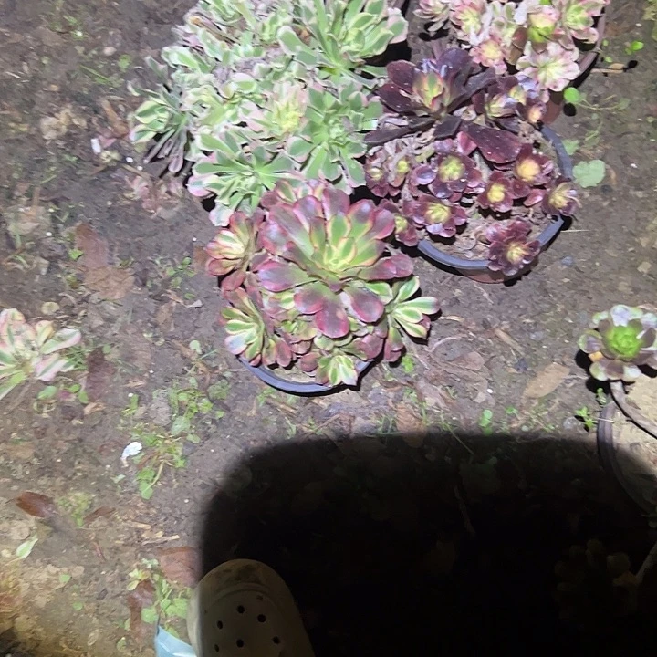 不包侧枝一物一拍24