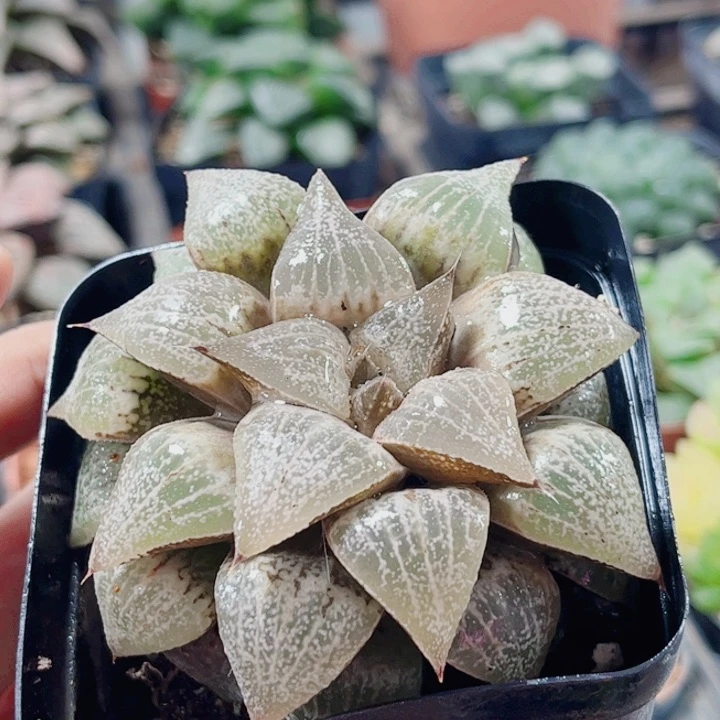 无花朵十二卷 实生寿 福利