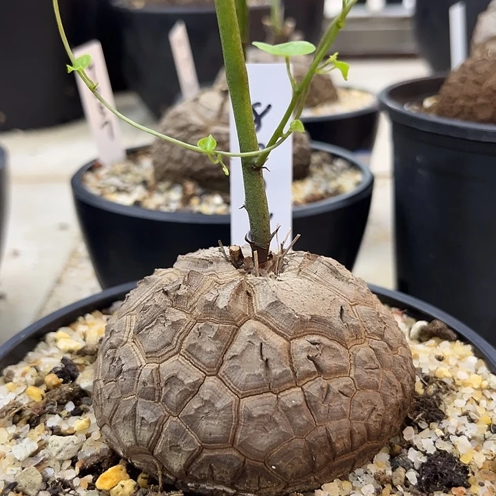 汤圆植物龟甲龙8008