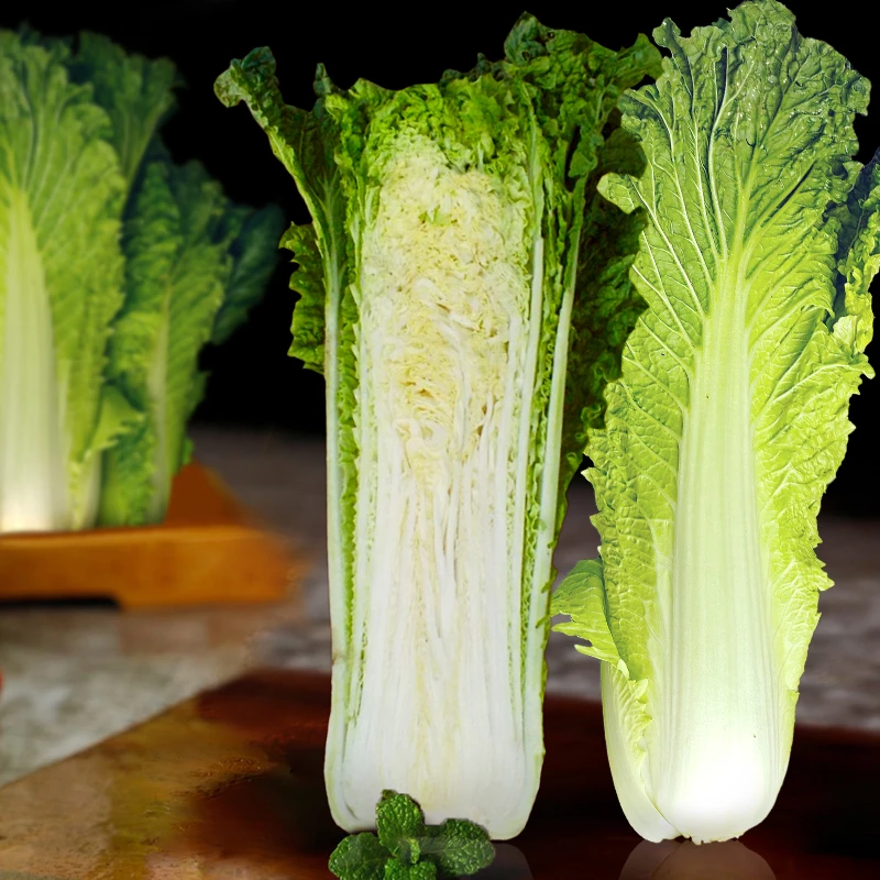 现砍现发贵州青麻叶青口白菜高山露天种植新鲜绿色无污染直筒白菜