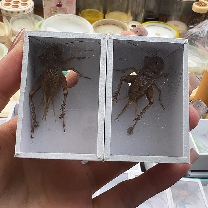 冰糖紫油葫芦两只包邮