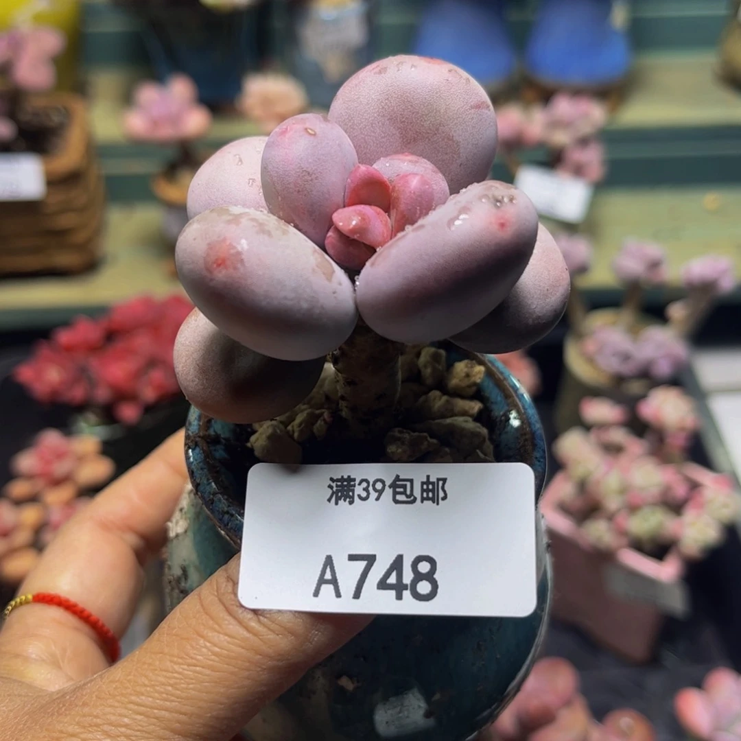 大叶奶748/5cm多肉