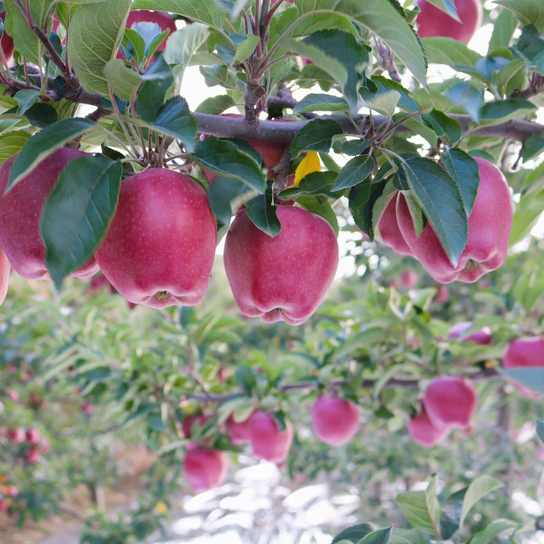 甘肃天水花牛苹果当季新鲜水果现摘现发脆甜爆汁