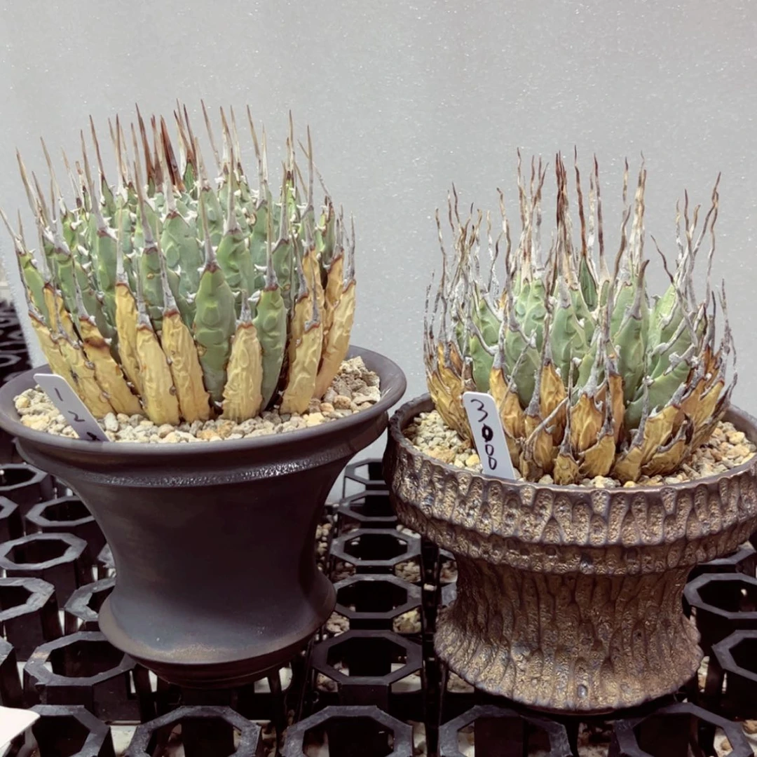 【闪购商品】优*吸11111111