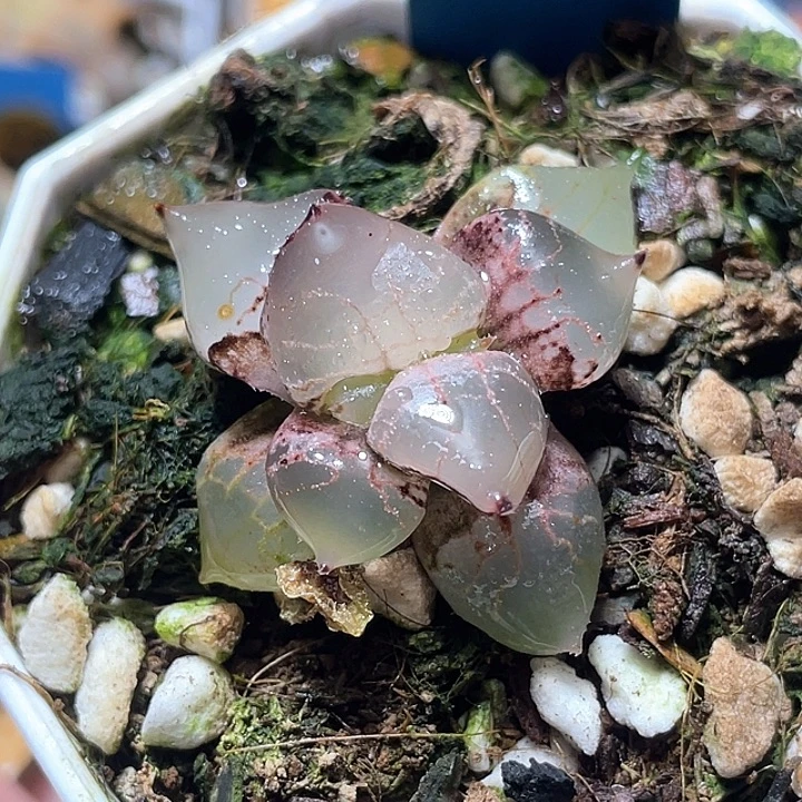 638冰皇特选福利yiwu