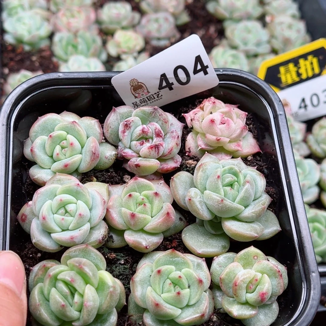 潢****机多肉植物多肉植物