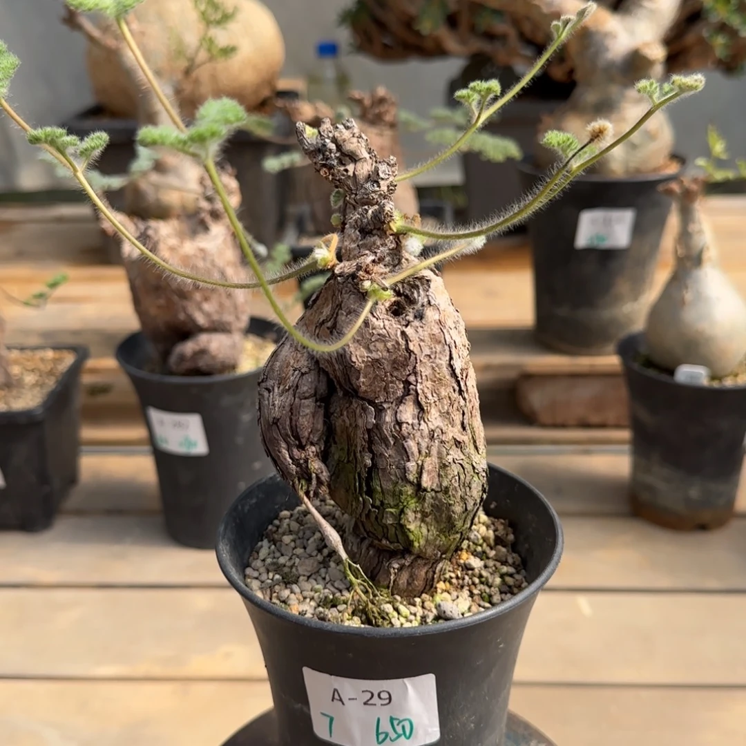 29枯木洋葵块根植物