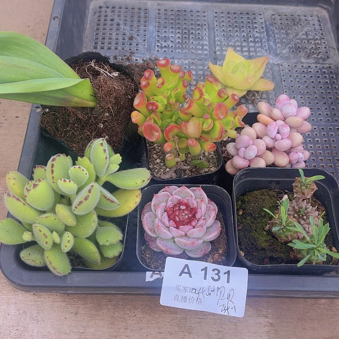 多肉131多肉植物