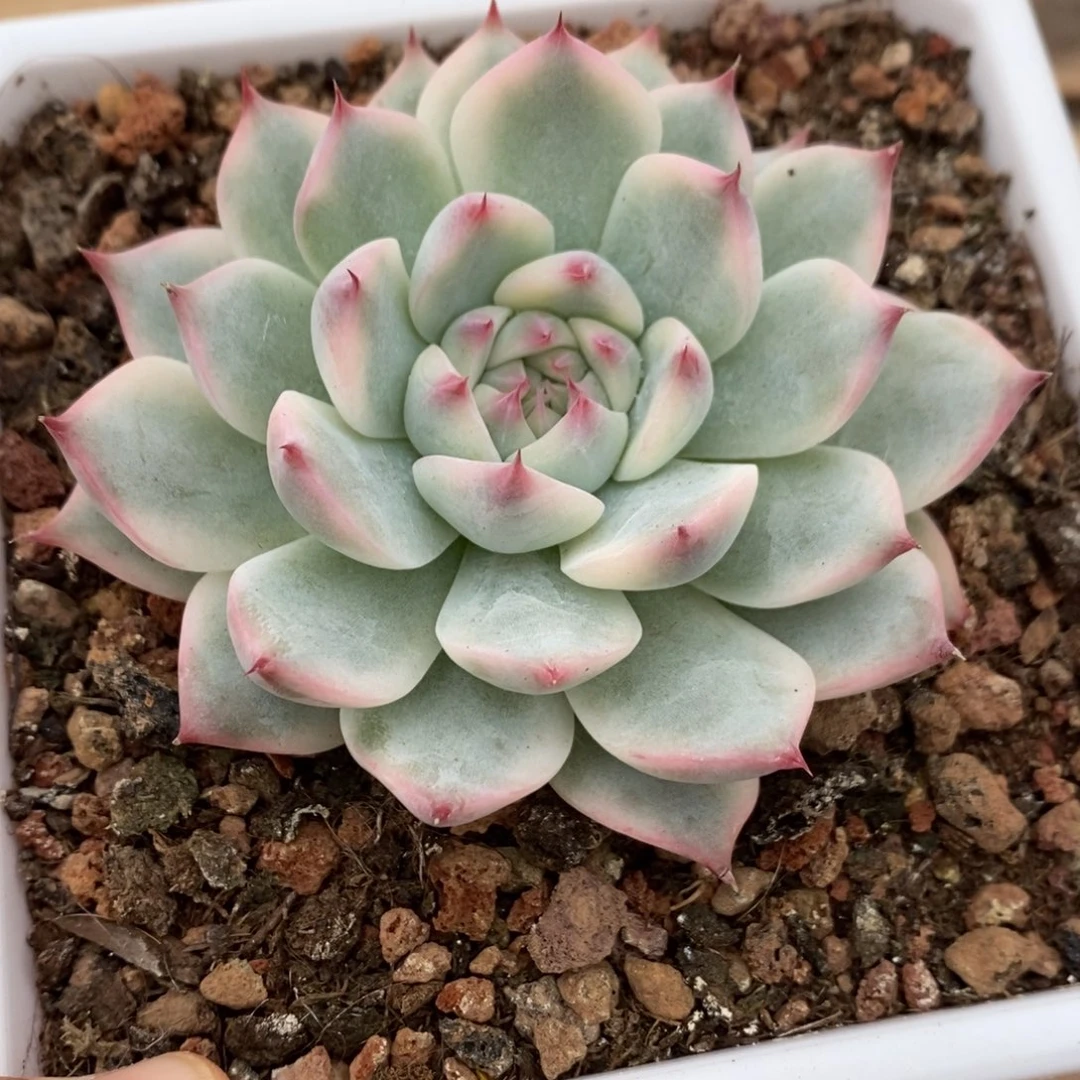 吉娃娃多肉植物9307