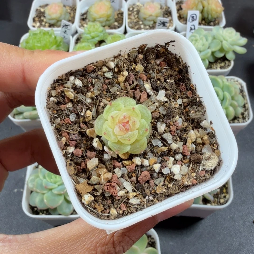 甜心相柳一物一拍168
