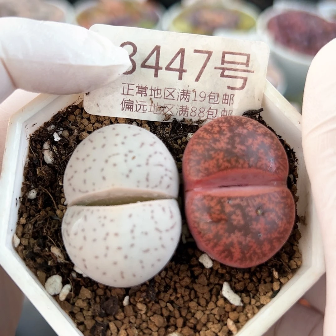 好养易活生石花大母本8447