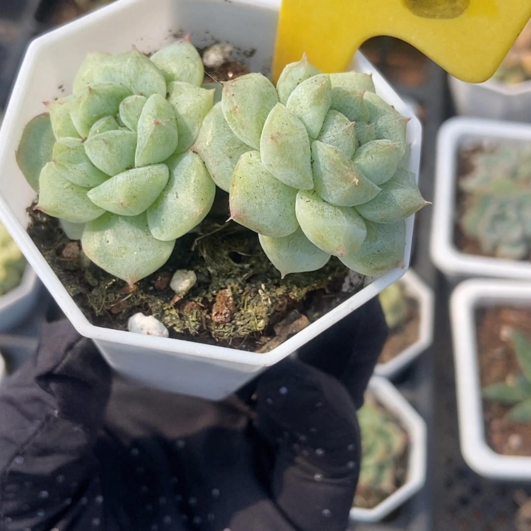 2096甜心石化多肉植物保护
