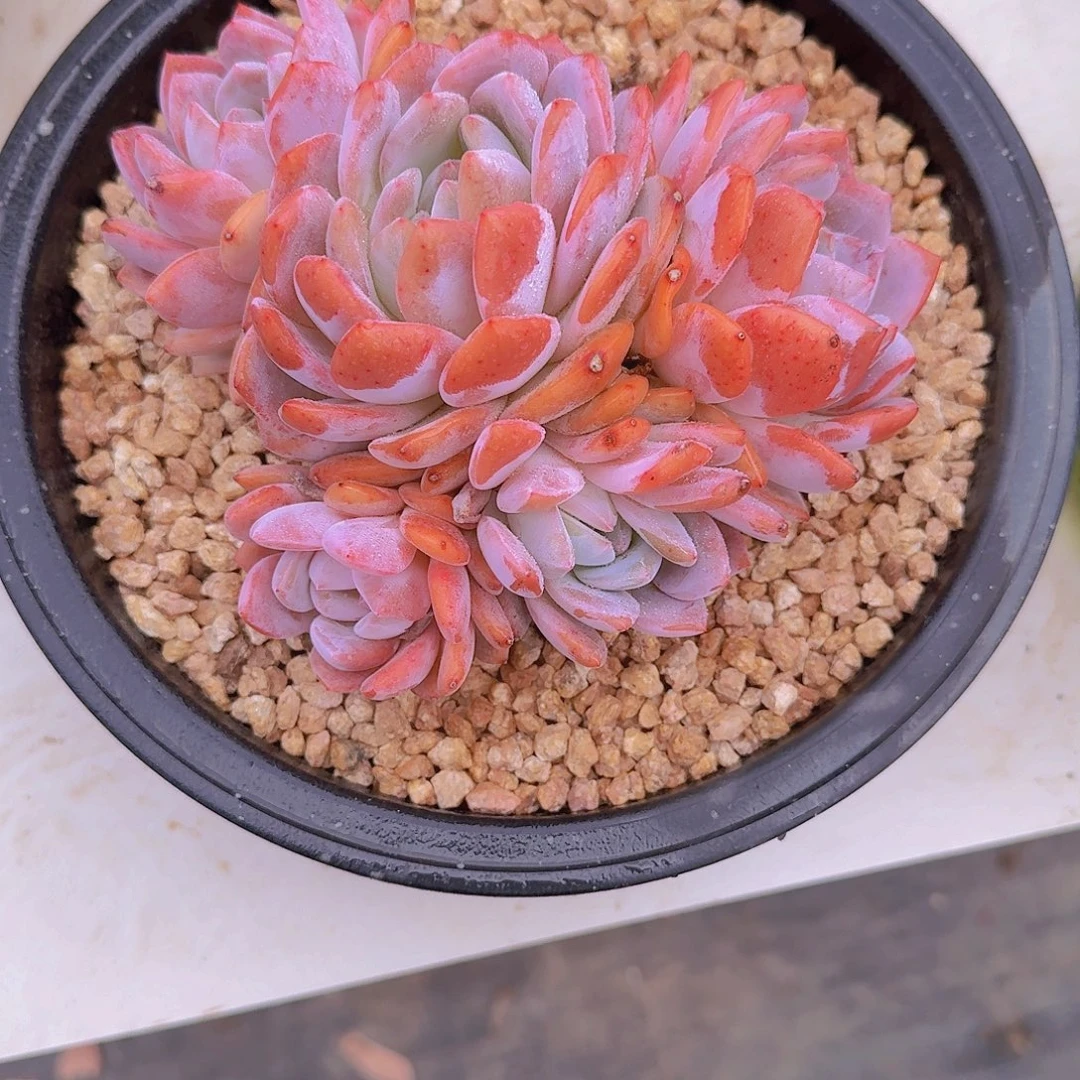 橙子多肉植物5头起发0000