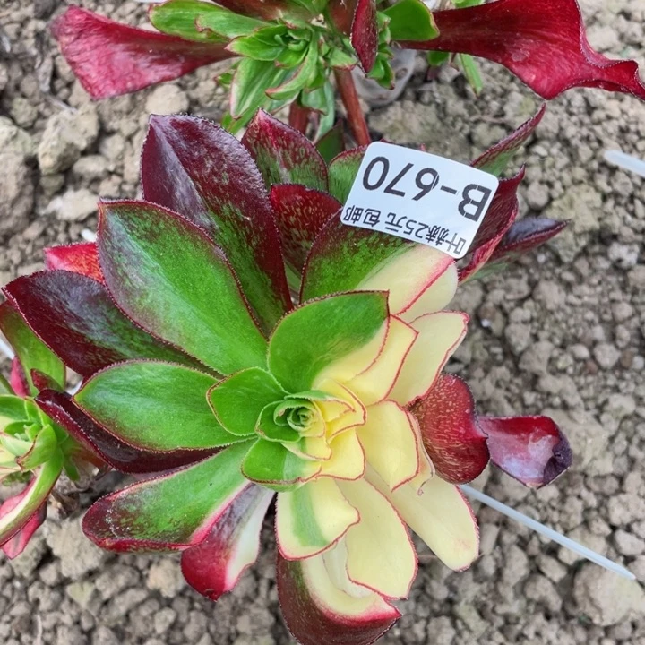 670魅影七彩嫁接多肉12345678