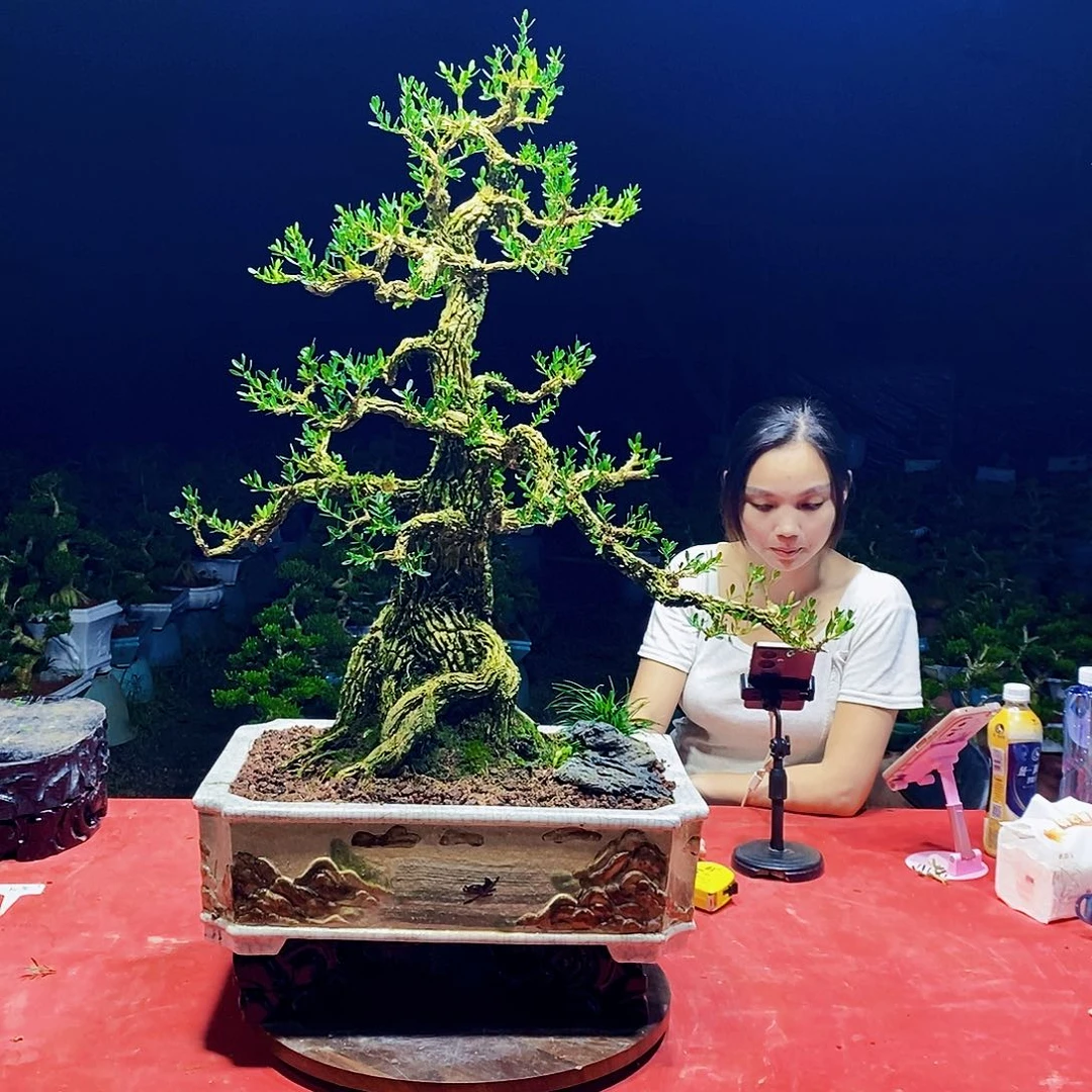 当前无花朵，栽培后可花朵
