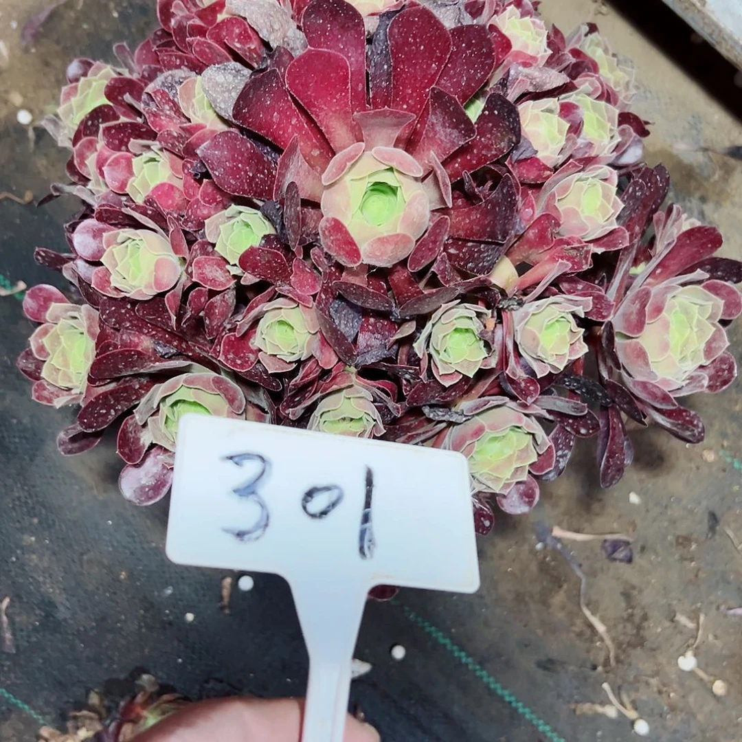 多肉植物欧子法师干歪