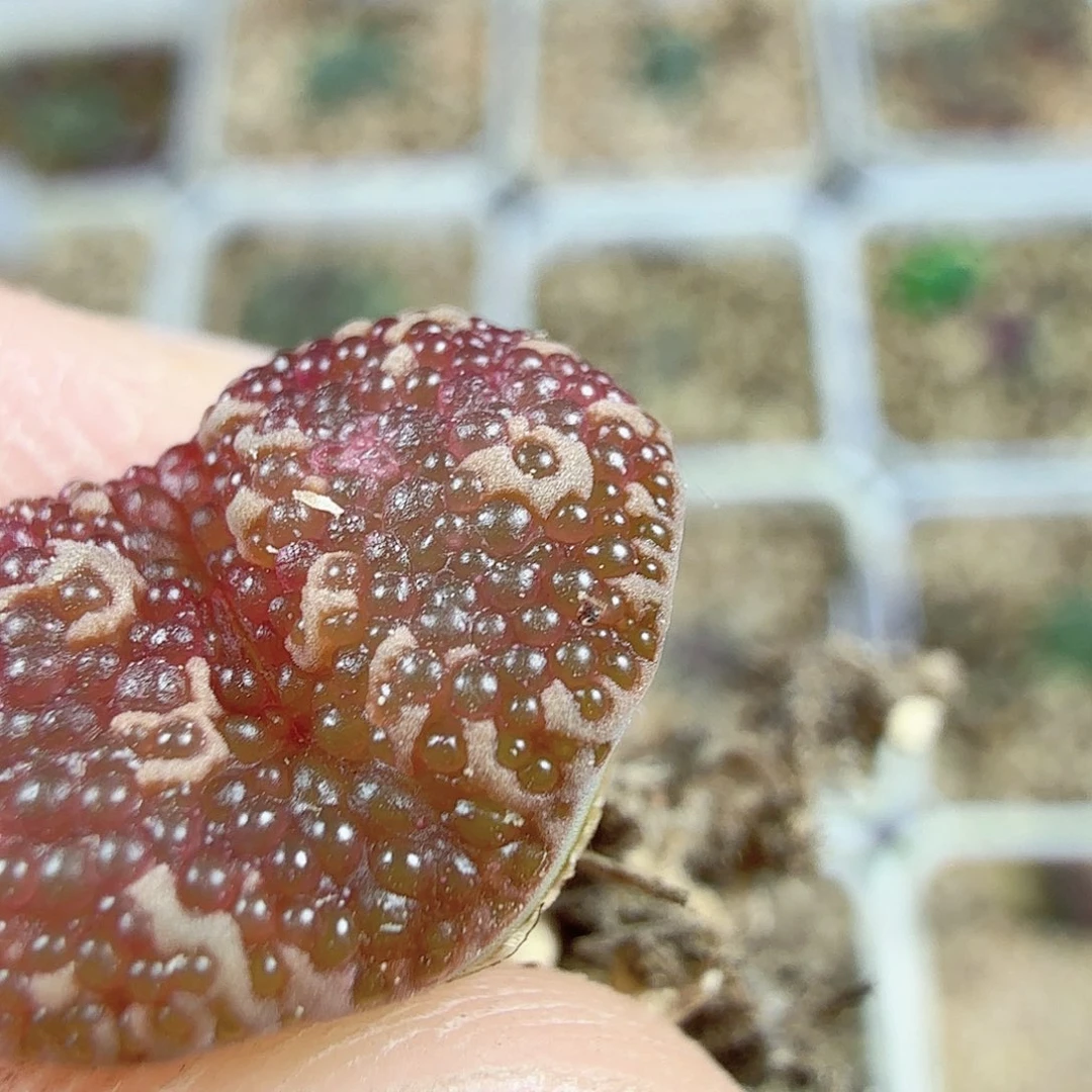 蓝**月dy8 泡泡 婴儿 7/5