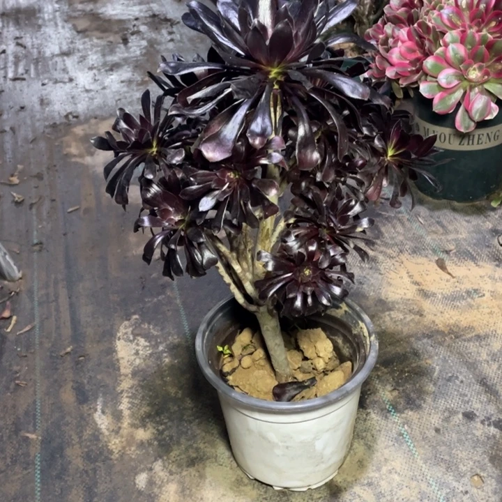 52墨法师多肉植物多肉