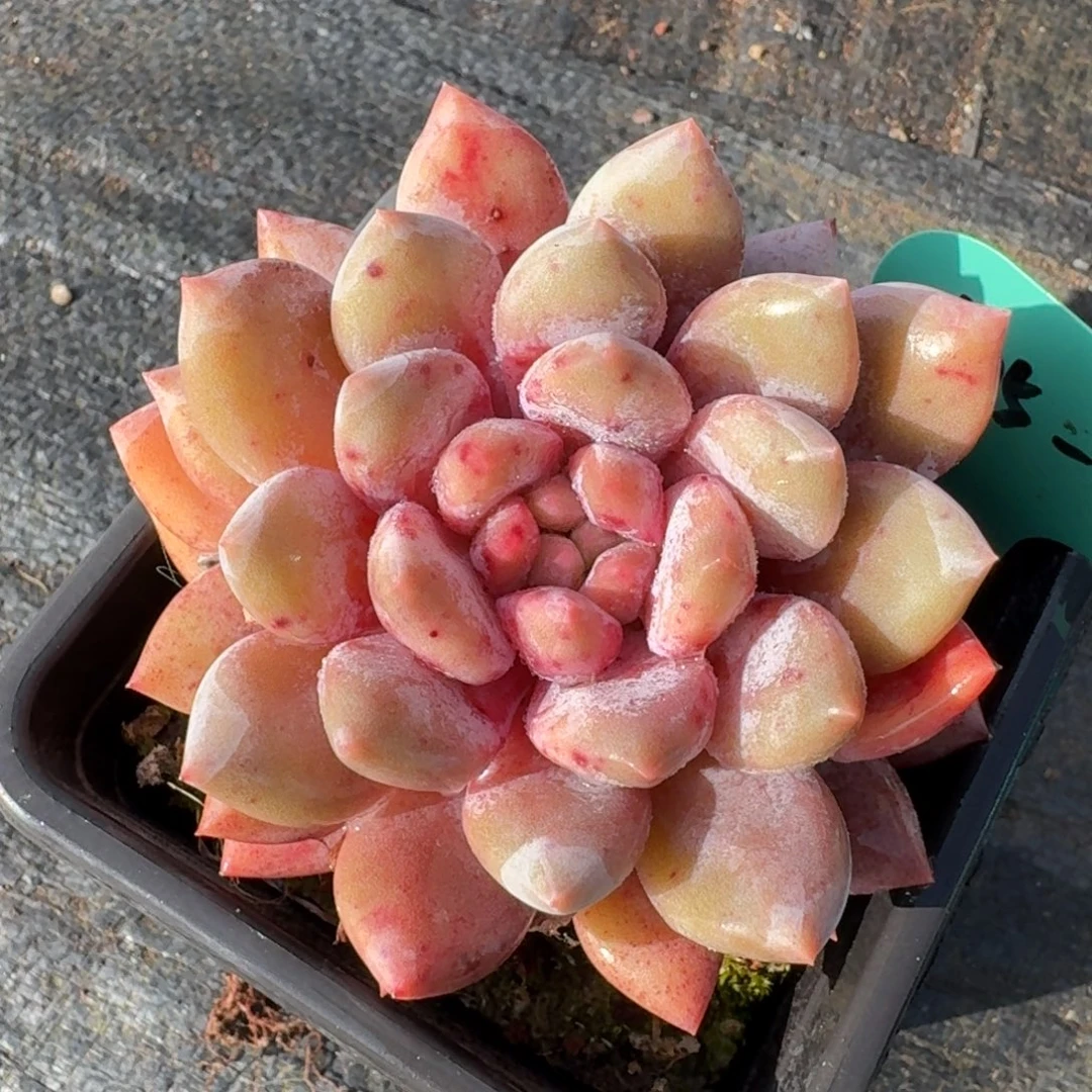 从前慢多肉精选编号0105.87