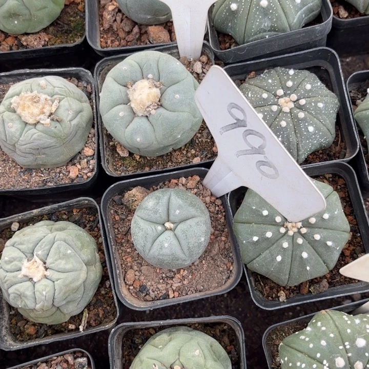 へ****?604 990二个好养皮实好养