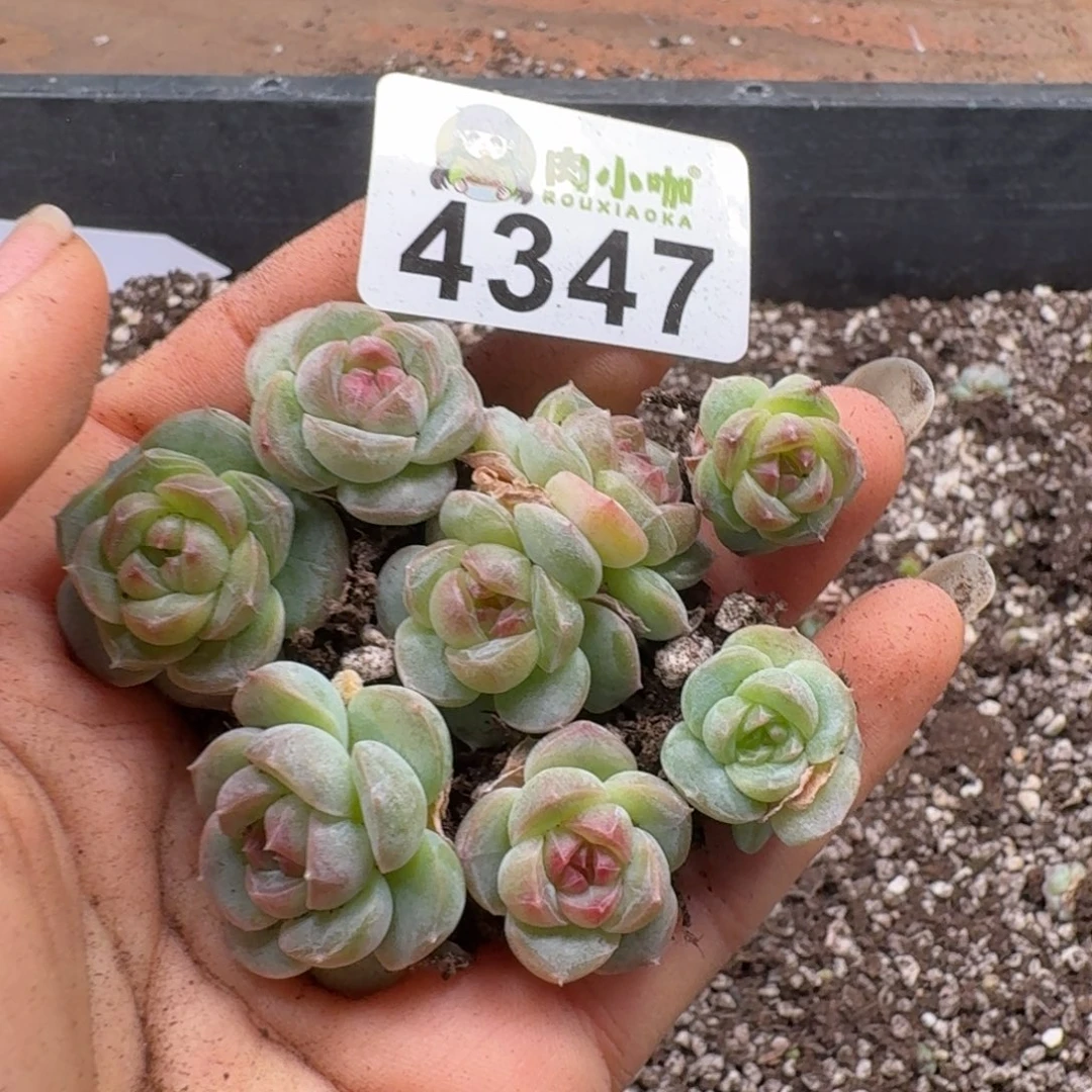 多肉植物多肉植物