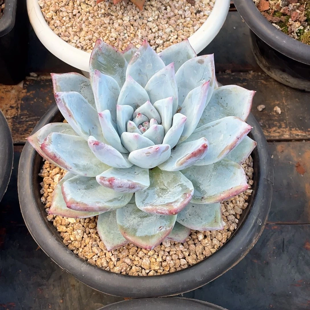 t***露多肉植物一物一拍
