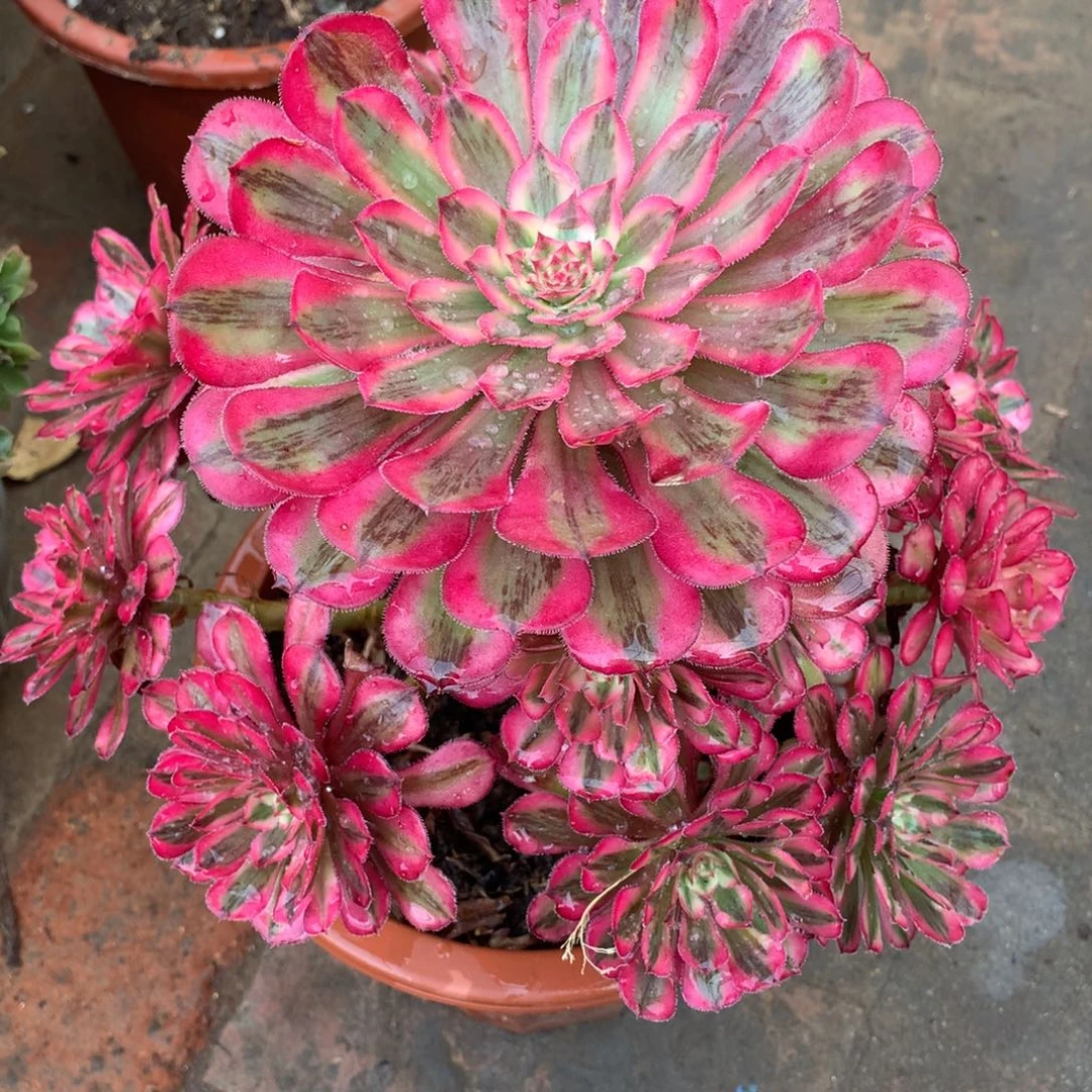 白月光，多肉植物的