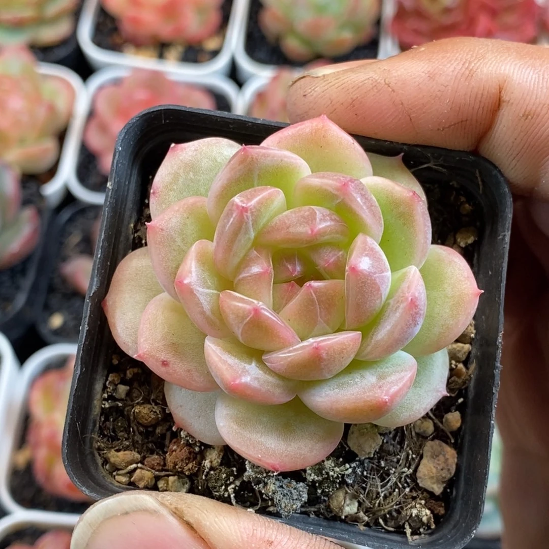 天官赐福百无禁忌
