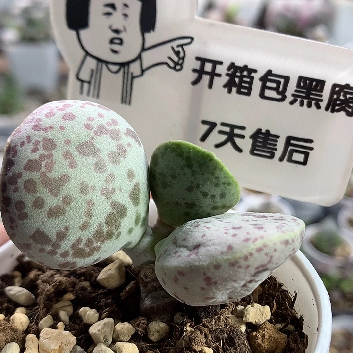 花蛋–专拍专拍专拍