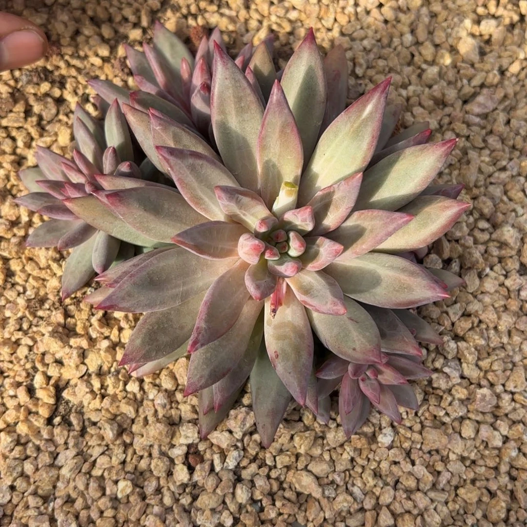 1623羽毛体虞美人