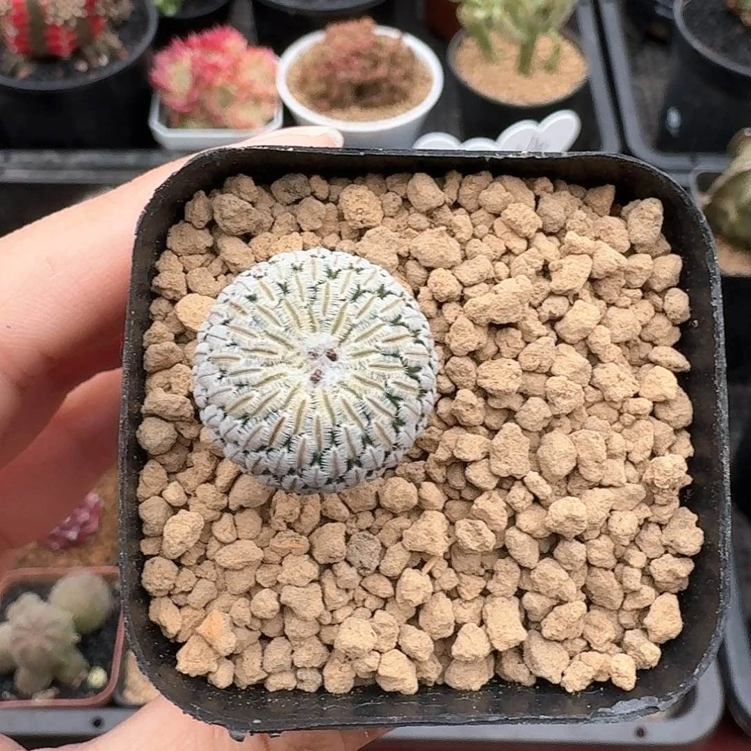精巧殿仙人球1234