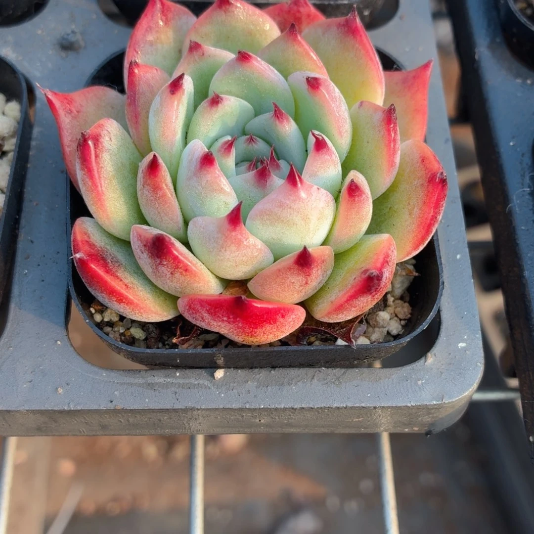 吉娃娃多肉9.9包邮发货